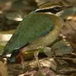 image of indian_pitta