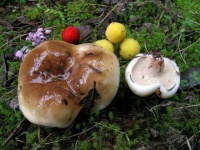 image of suillus