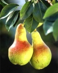 pear