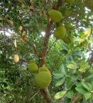 image of jackfruit