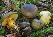 image of cortinarius