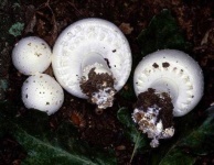 image of agaricus