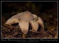 image of earthstar