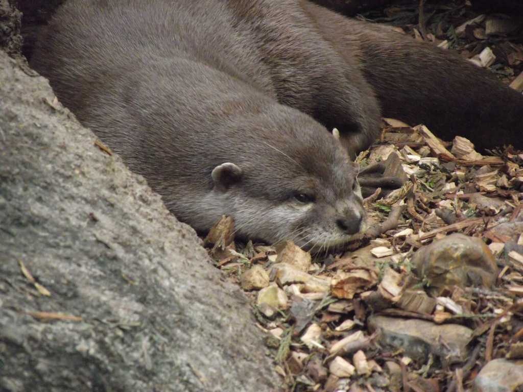 Otter image classifcation dataset for machine learning