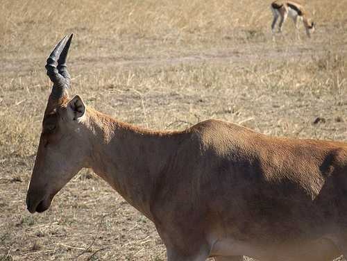 hartebeest