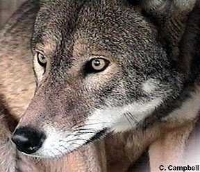 image of red_wolf