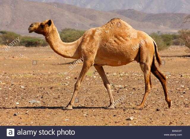 Camel image classifcation dataset for machine learning