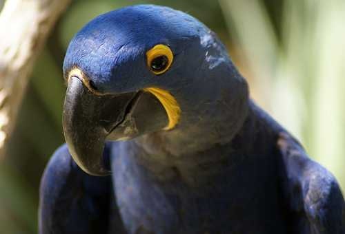 image of macaw