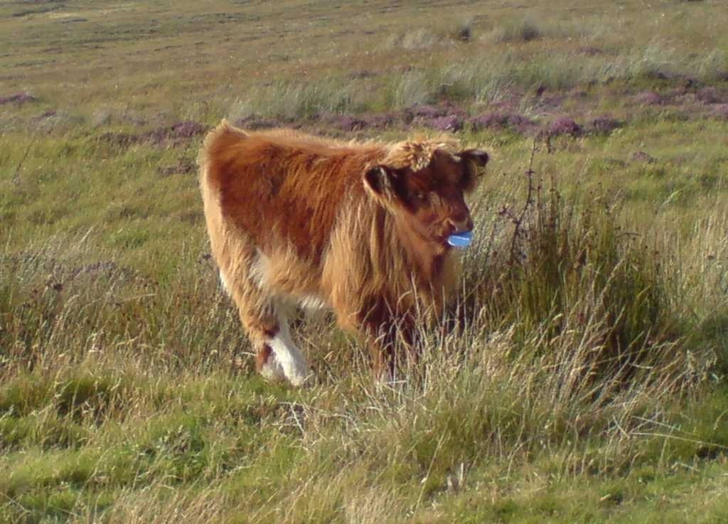 Cattle image classifcation dataset for machine learning