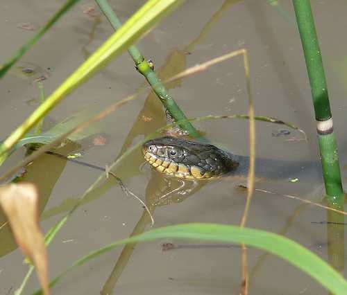 image of water_snake