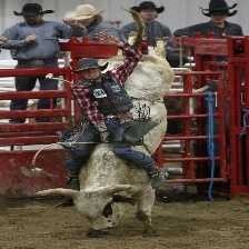 Bull riding image classifcation dataset for machine learning