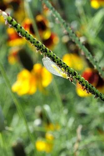 image of lacewing