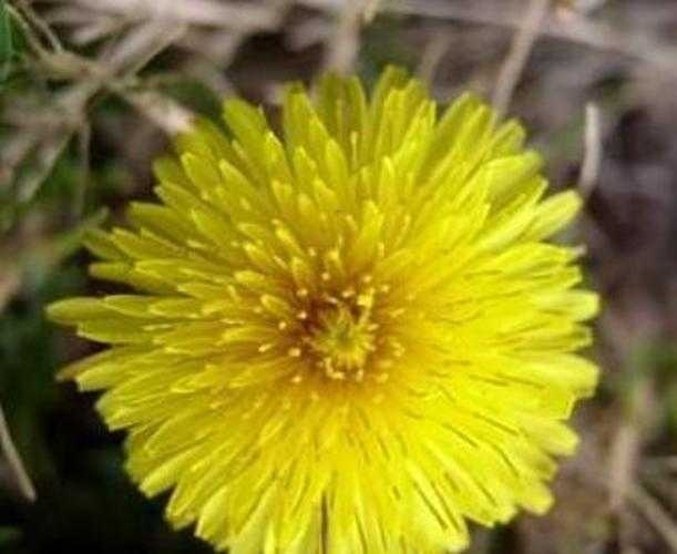 image of common_dandelion