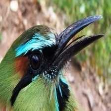 image of turquoise_motmot