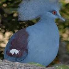 image of crowned_pigeon