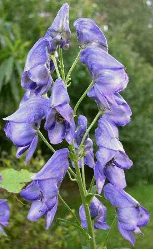 monkshood