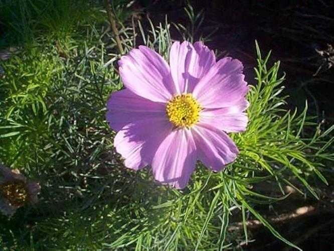 image of mexican_aster