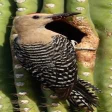 image of gila_woodpecker