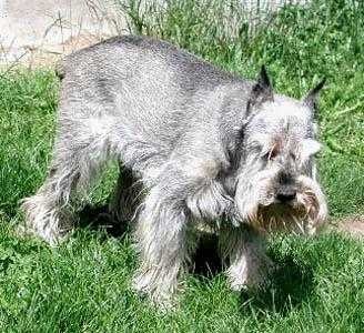 standard_schnauzer