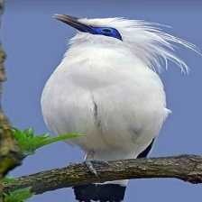 bali_starling