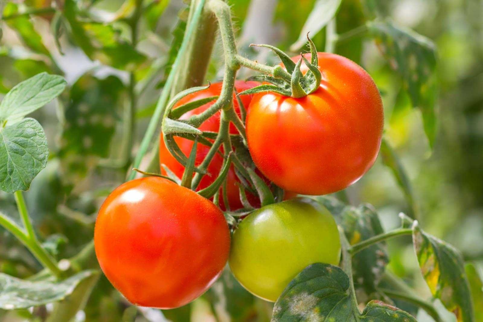 image of tomato