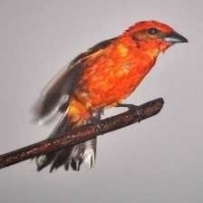 image of flame_tanager