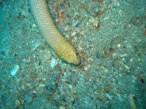 Sea snake image classifcation dataset for machine learning