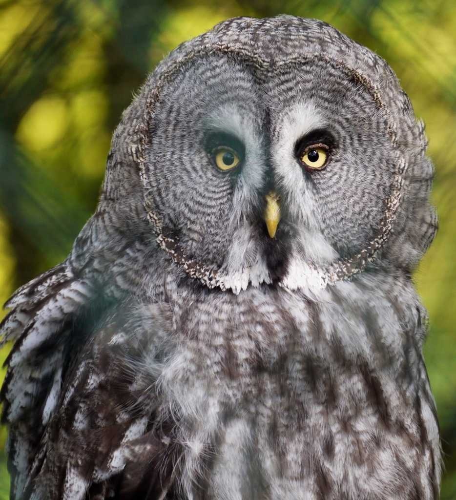 Owl image classifcation dataset for machine learning