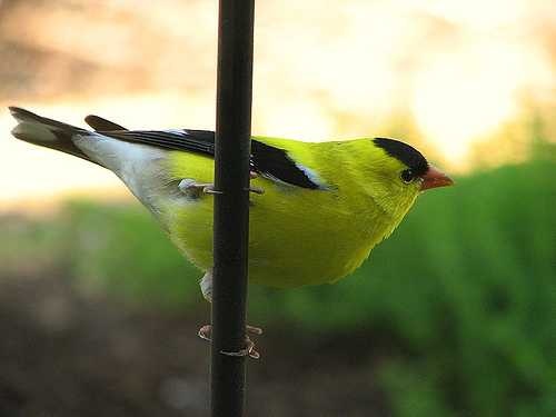 image of goldfinch