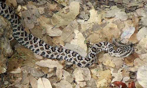 image of diamondback