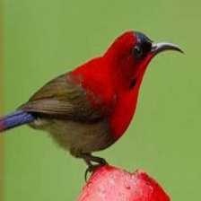 image of crimson_sunbird