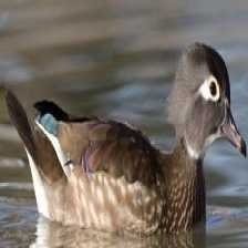 wood_duck