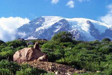 image of marmot