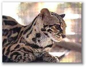 image of wild_cat