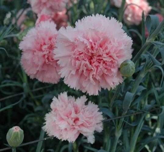 image of carnation