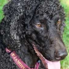 image of irish_spaniel