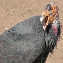 california_condor