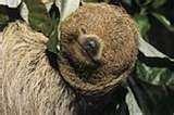 Three toed sloth image classifcation dataset for machine learning