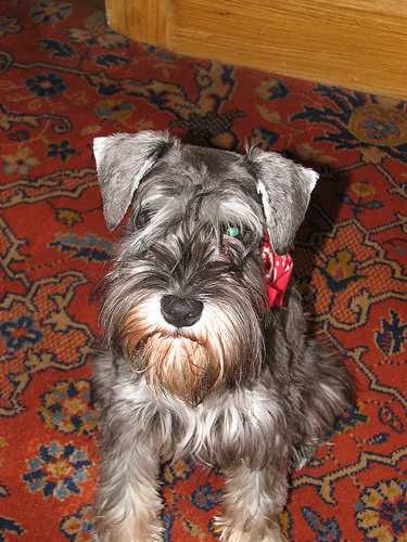 Miniature schnauzer image classifcation dataset for machine learning