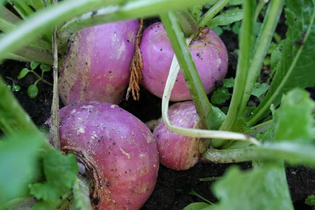 Turnip image classifcation dataset for machine learning