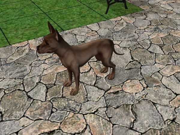 image of mexican_hairless