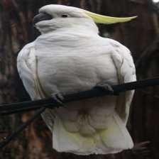 cockatoo