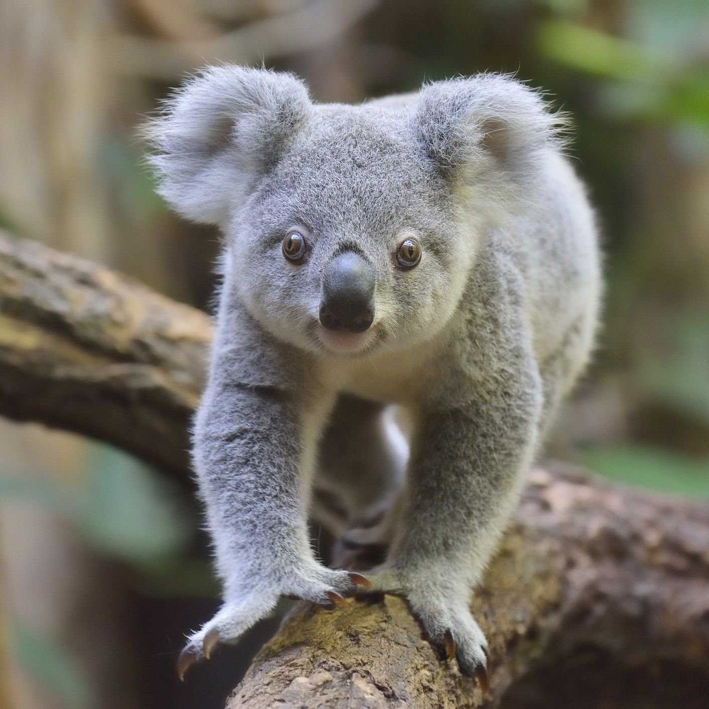 Koala image classifcation dataset for machine learning