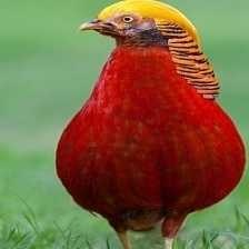 image of bird