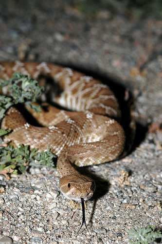 image of night_snake