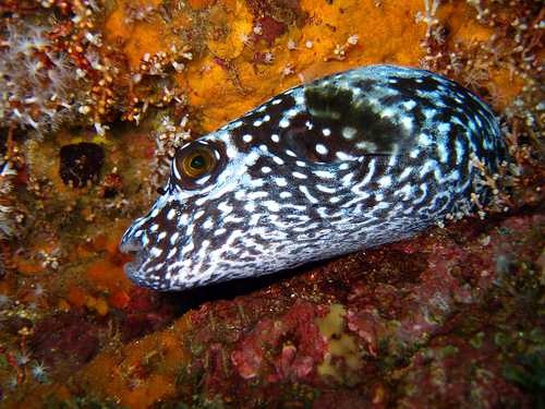 image of puffer #33