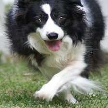 collie