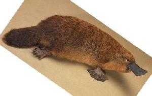 image of platypus