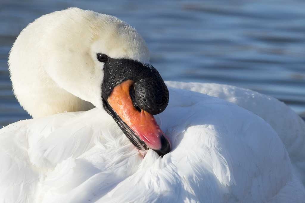 Swan image classifcation dataset for machine learning