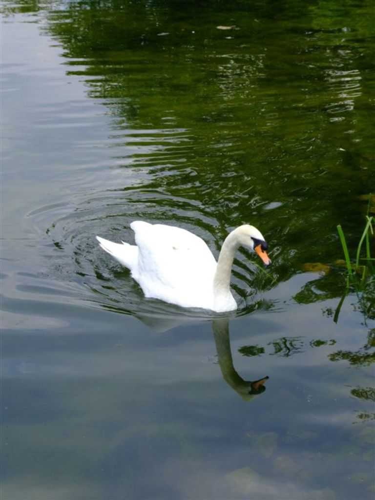 Swan image classifcation dataset for machine learning